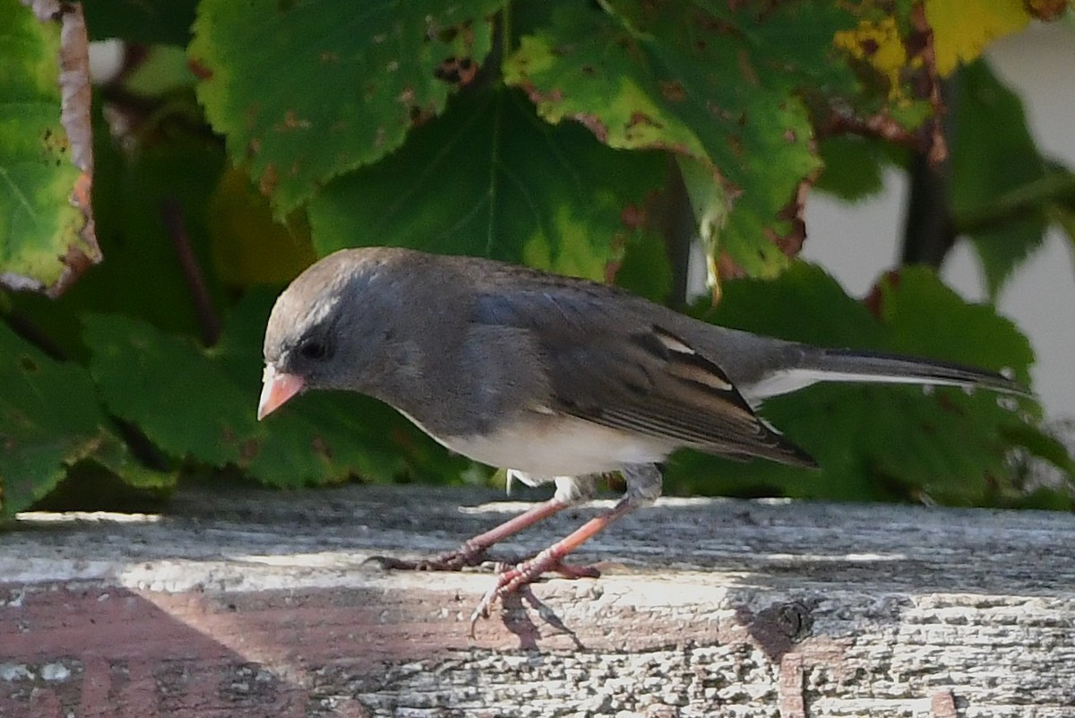 Dark-eyed Junco - ML644117270
