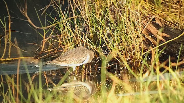 Bécasseau variable - ML644117272