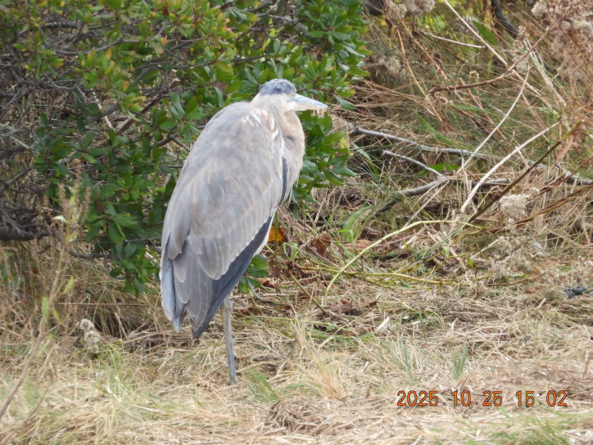 Great Blue Heron - ML644117274