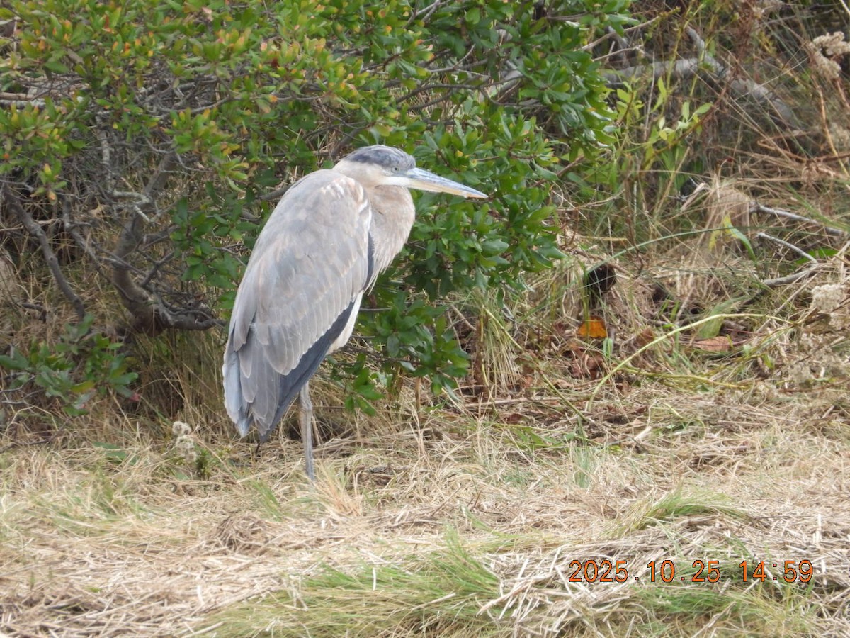 Great Blue Heron - ML644117275