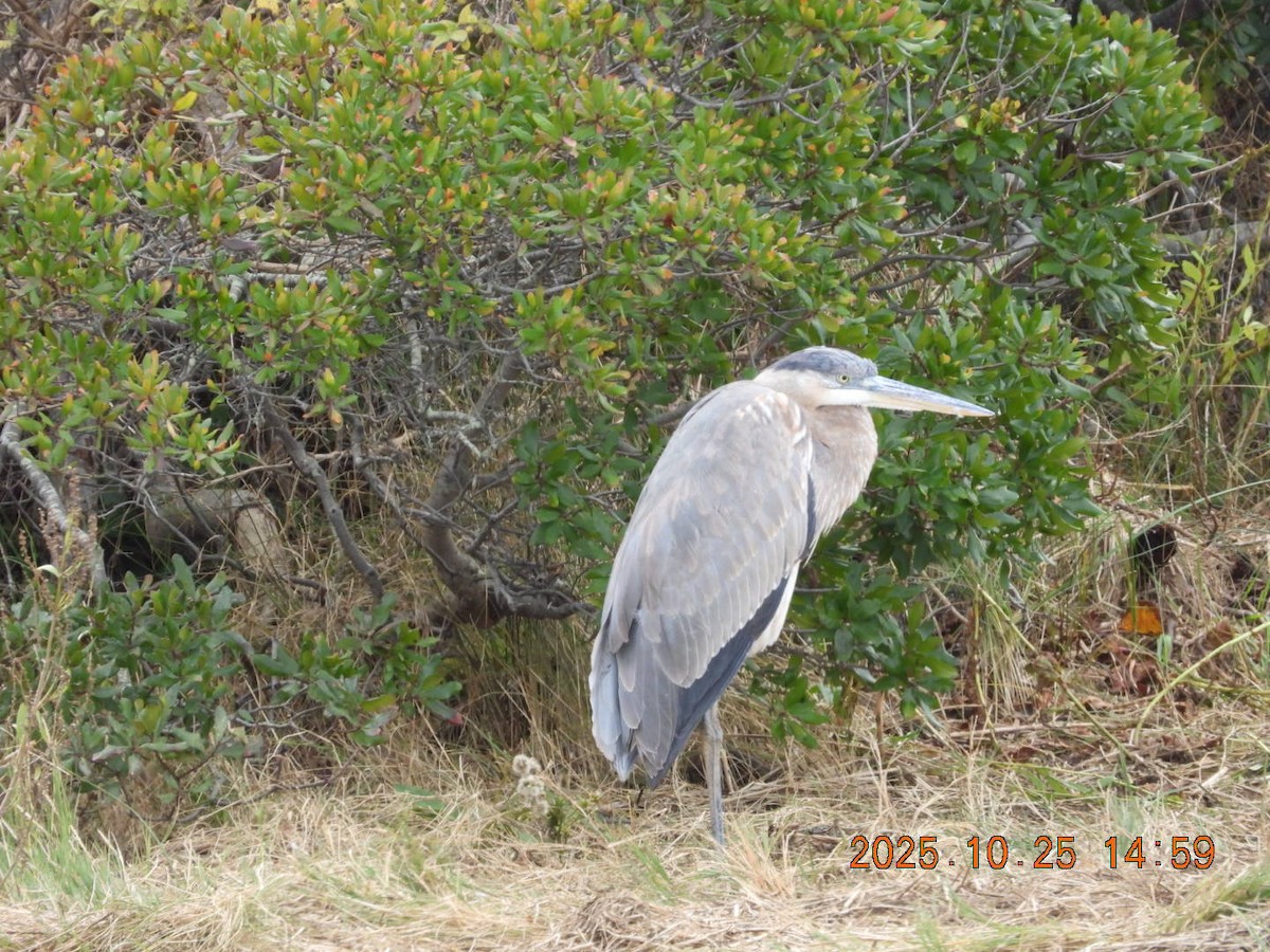 Great Blue Heron - ML644117276
