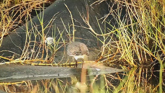 Bécasseau variable - ML644117279