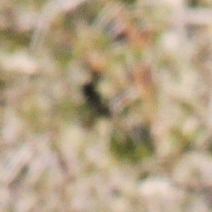 Amethyst Sunbird - ML644117283