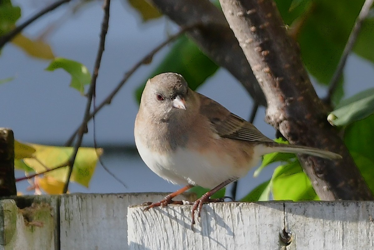 Dark-eyed Junco - ML644117286