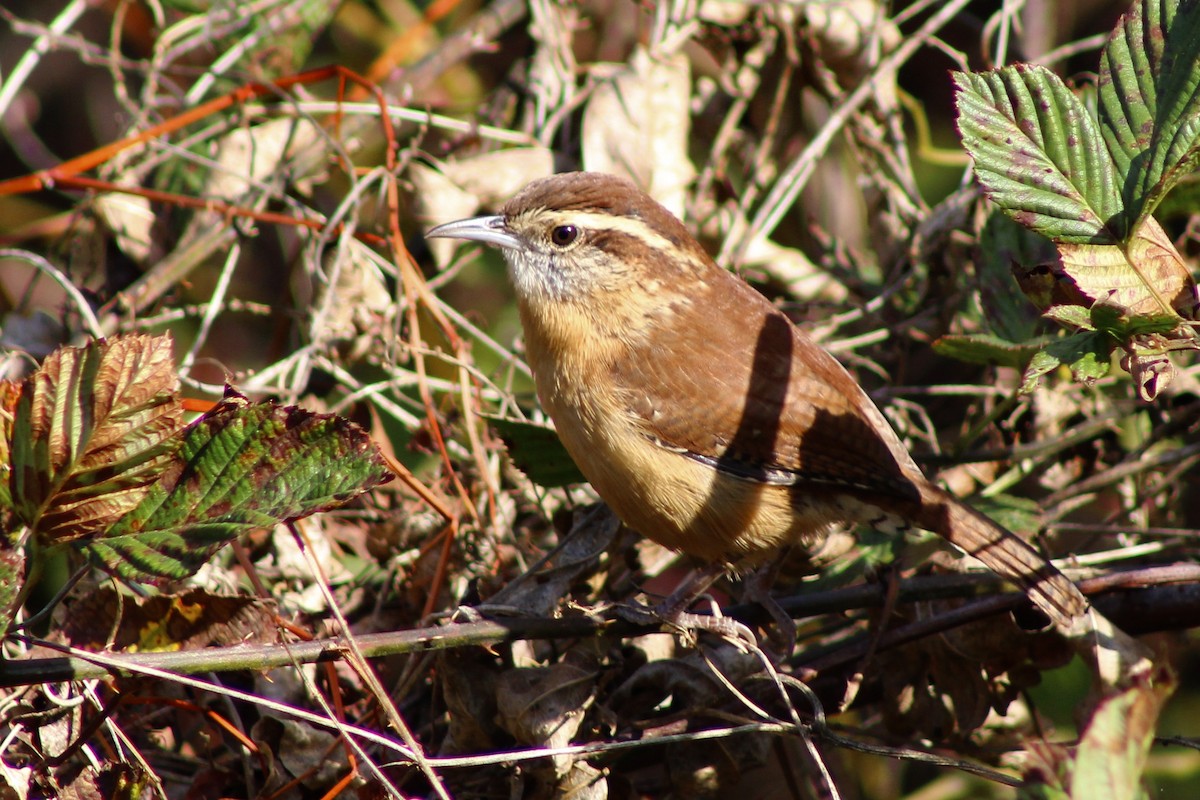 Carolina Wren - ML644117290