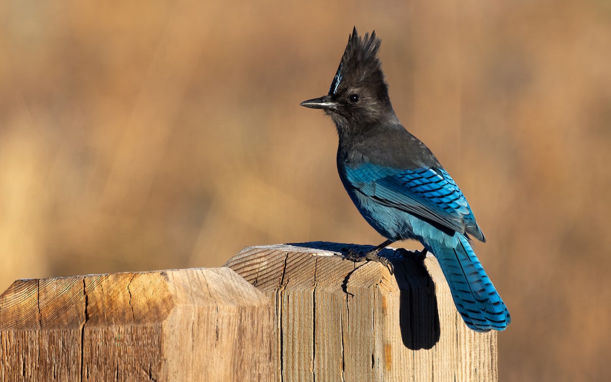 Steller's Jay - ML644117294