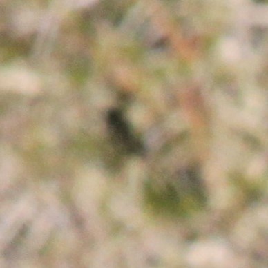 Amethyst Sunbird - ML644117297