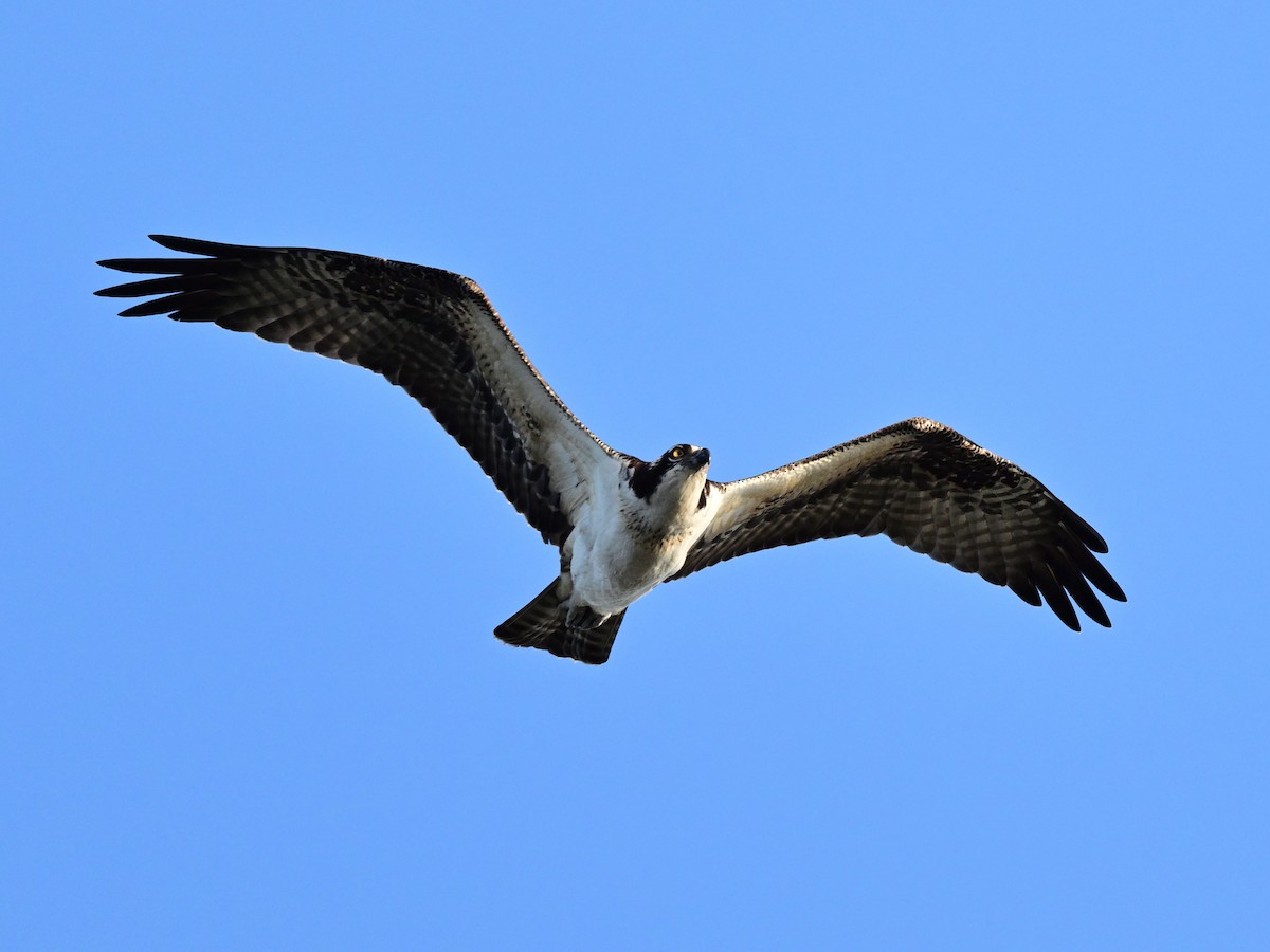 orlovec říční - ML644117313