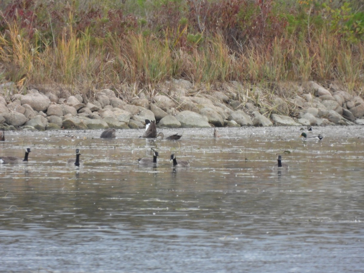 American Black Duck - ML644117315