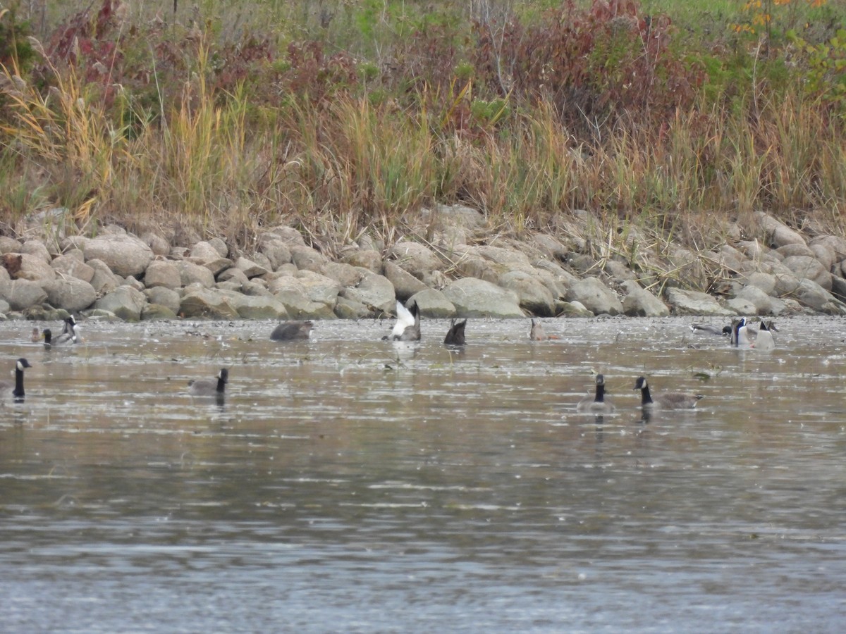 American Black Duck - ML644117316