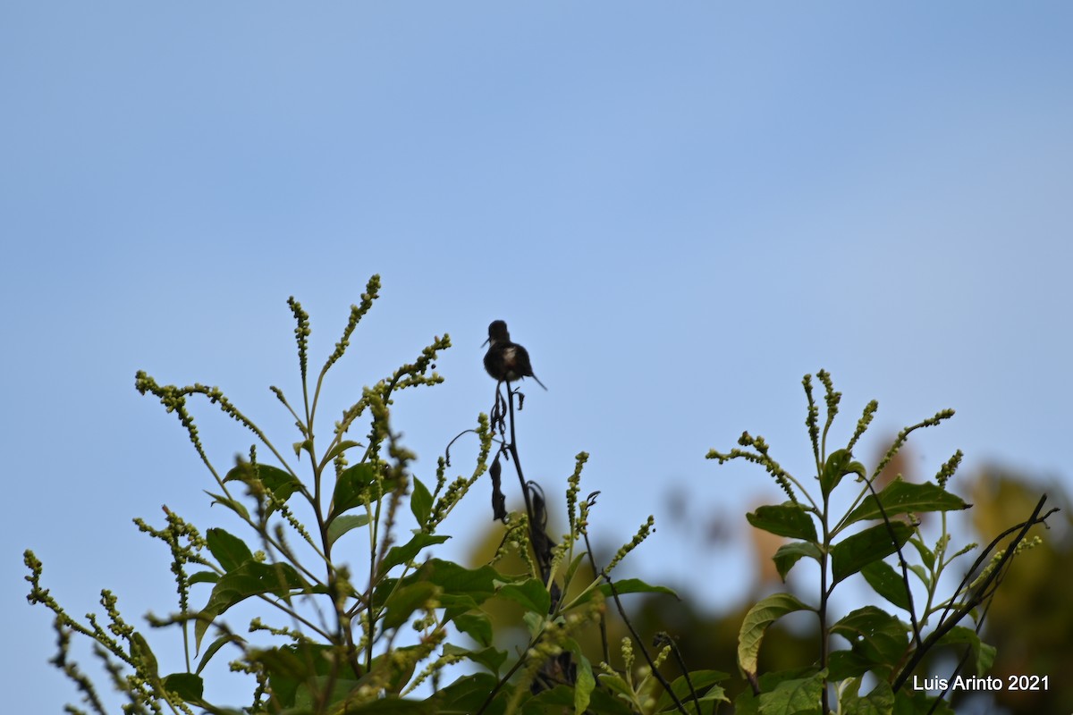 Tawny-bellied Hermit - ML644117321