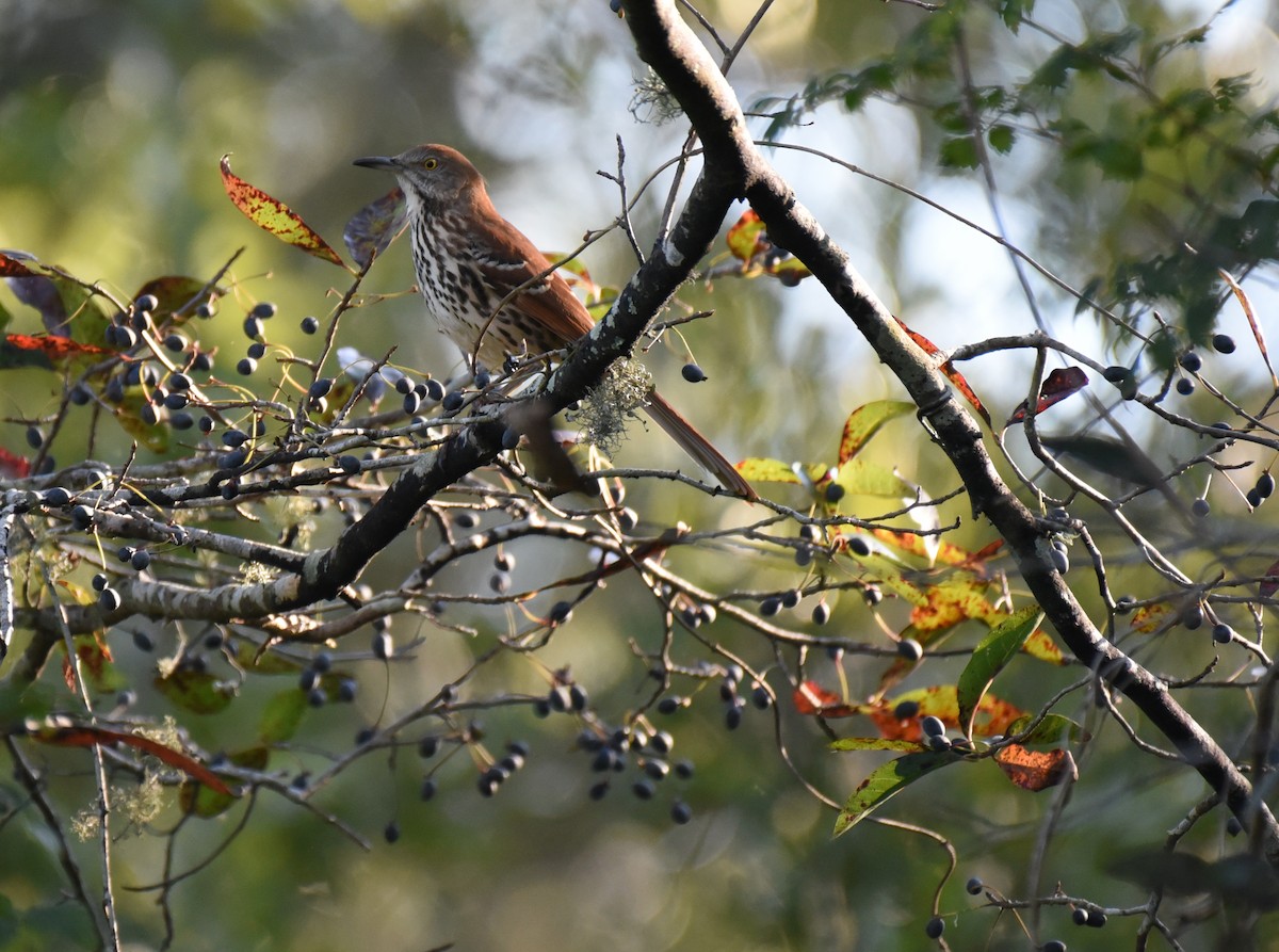 Brown Thrasher - ML644117350