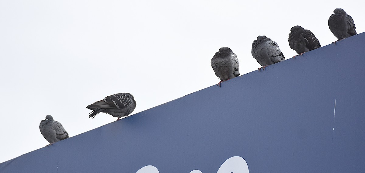Rock Pigeon (Feral Pigeon) - ML644117354