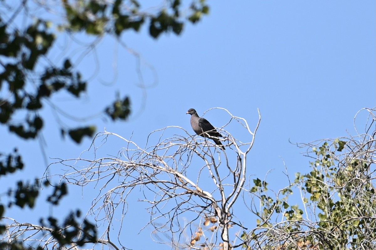 Band-tailed Pigeon - ML644117356