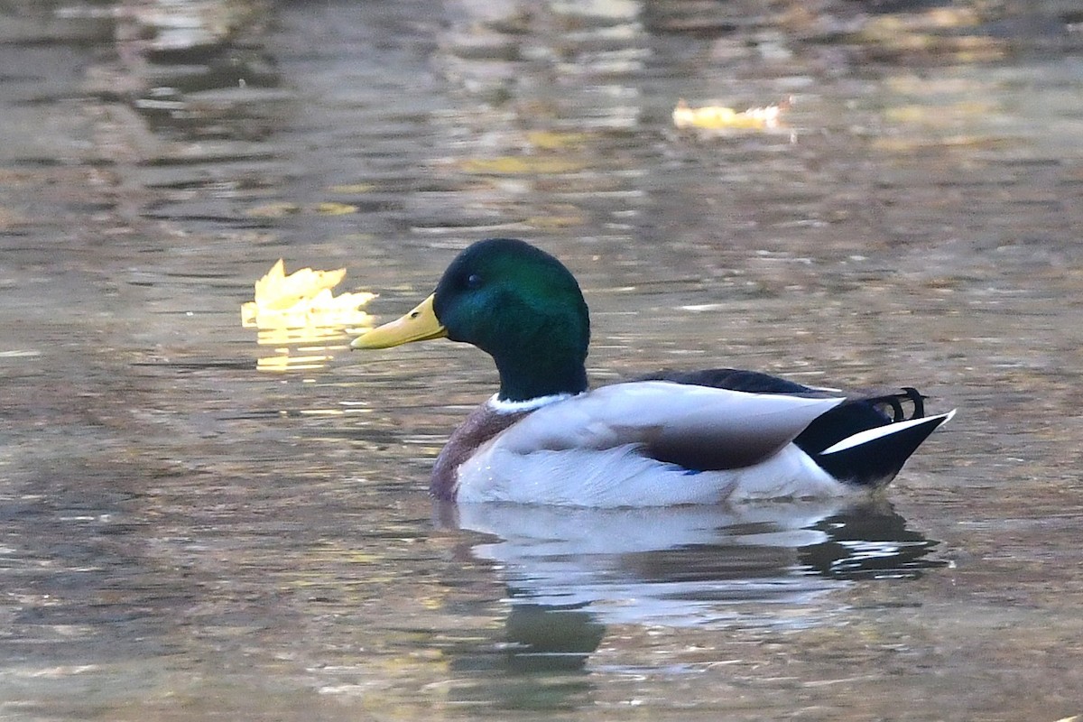 綠頭鴨 - ML644117357