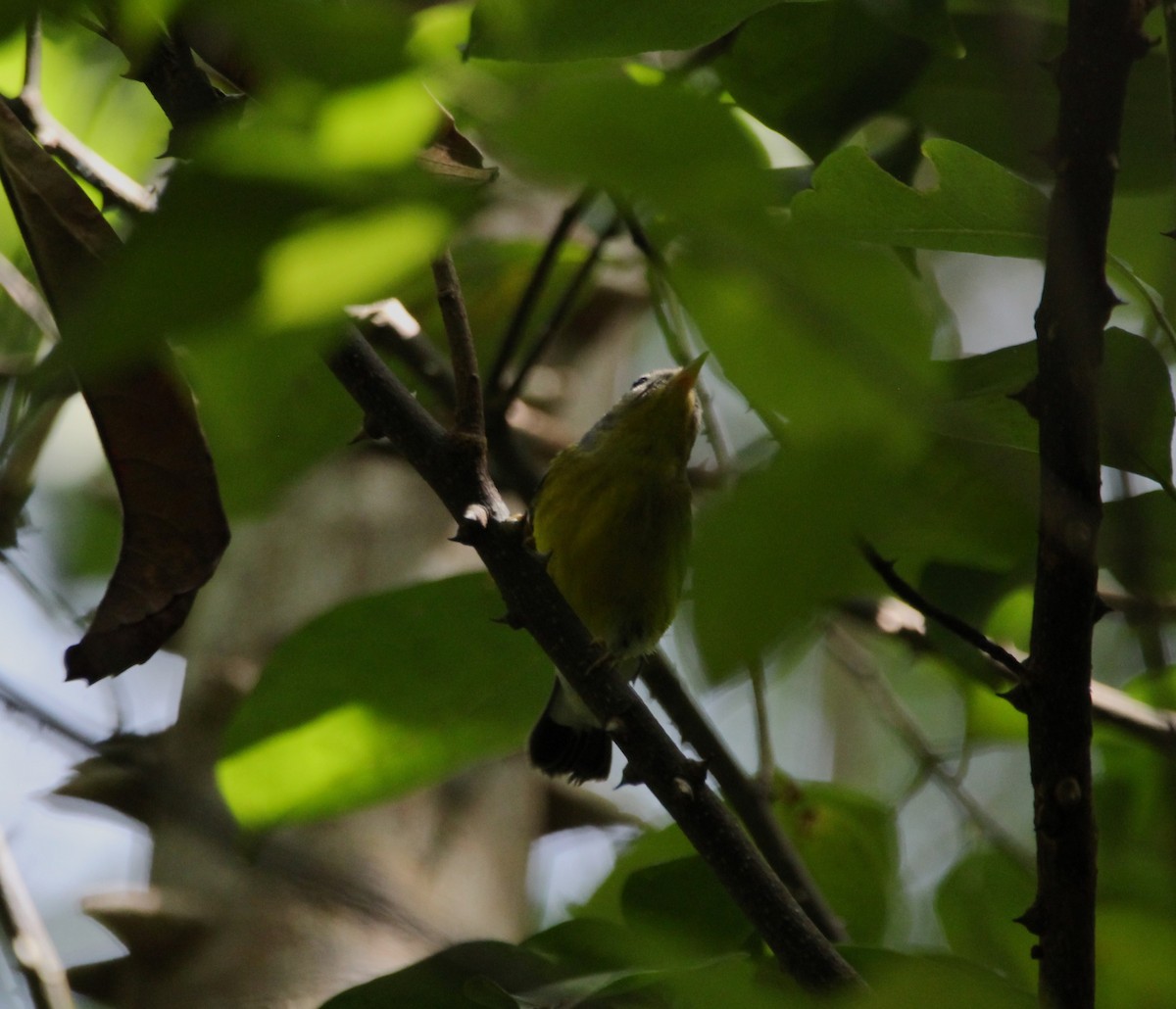 Magnolia Warbler - ML644117359