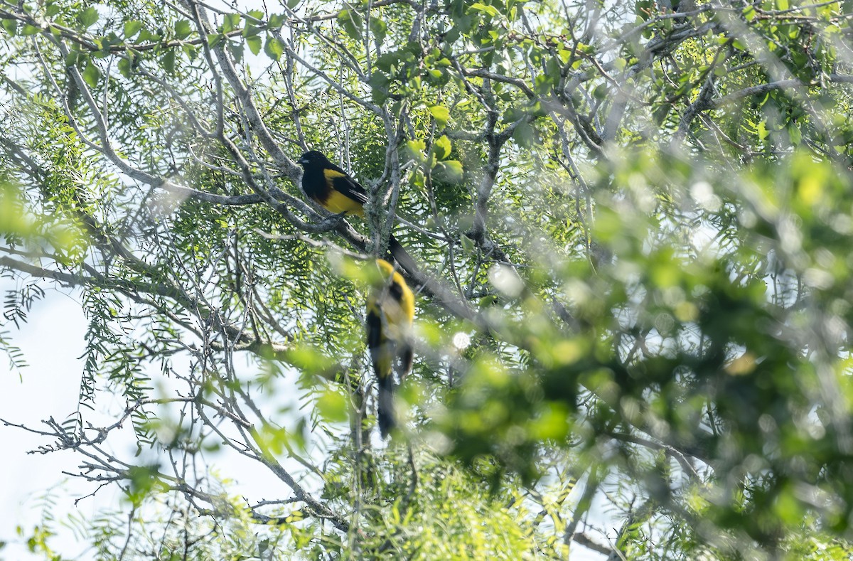 Black-cowled Oriole - ML644117362