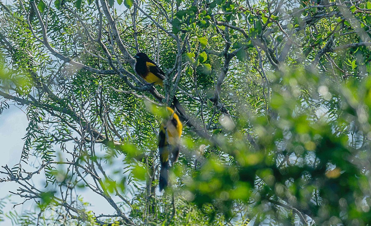 Black-cowled Oriole - ML644117382