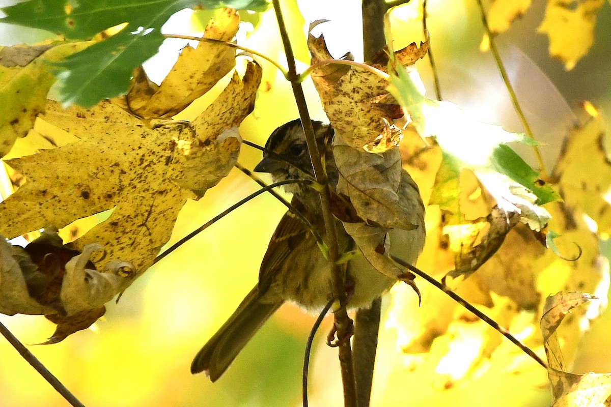 White-throated Sparrow - ML644117398