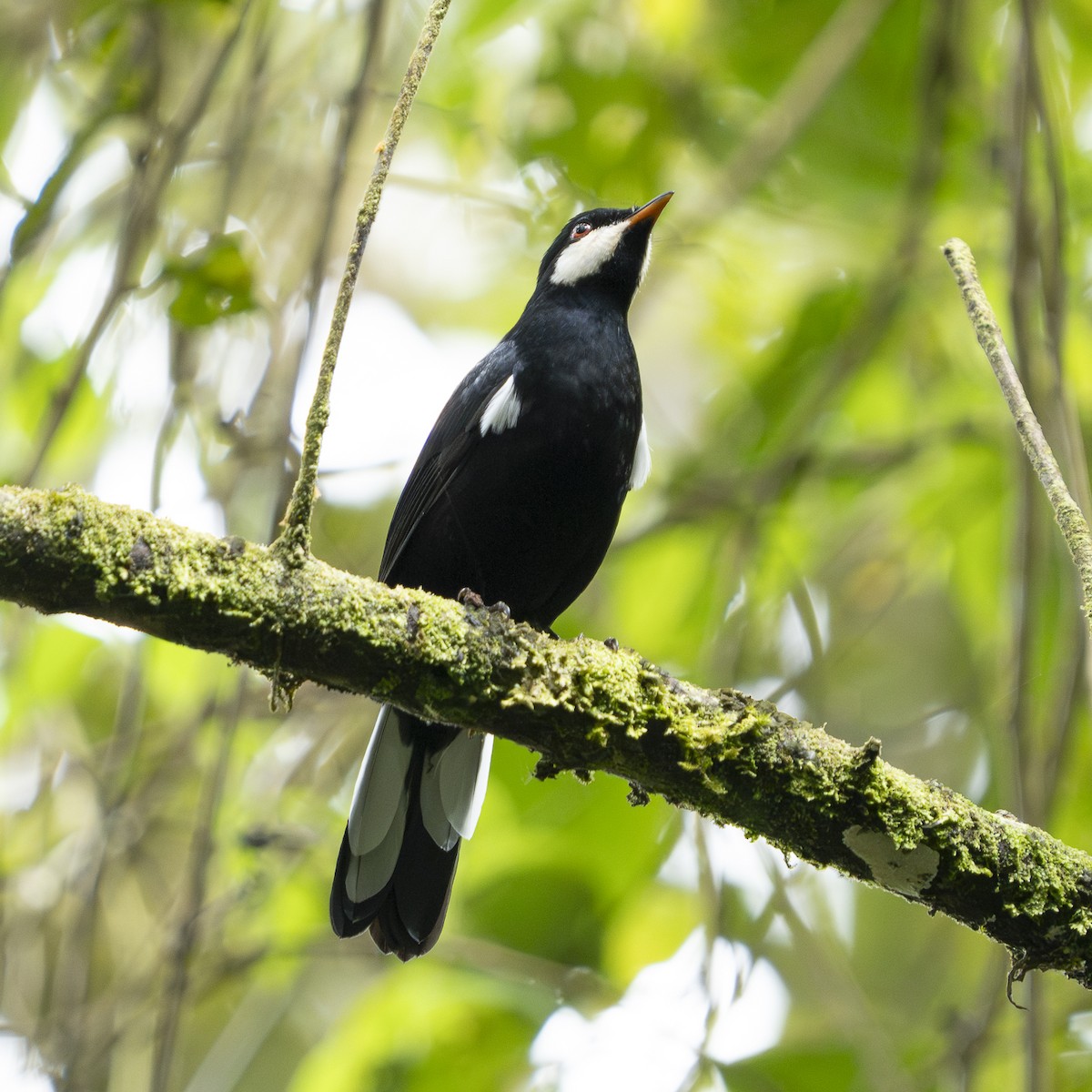 Black Solitaire - ML644117405