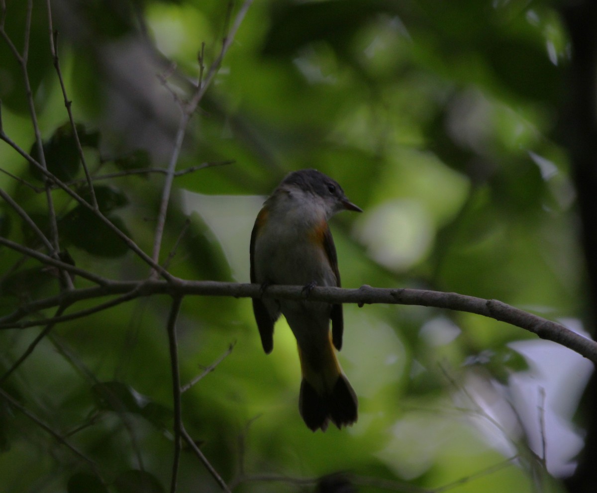 American Redstart - ML644117411