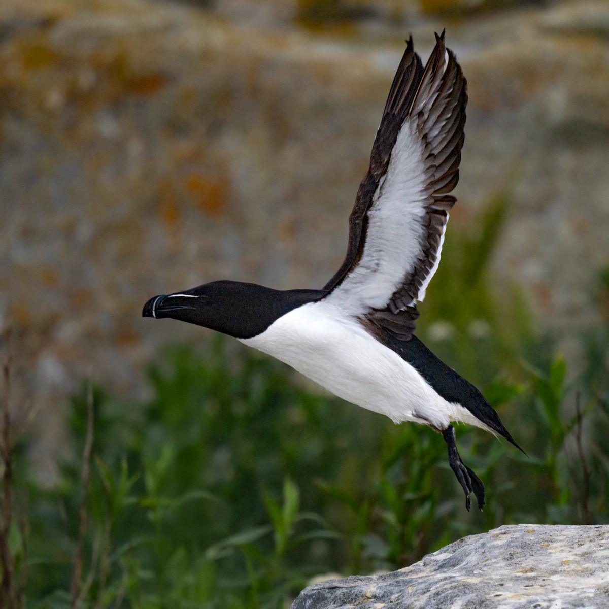 Razorbill - ML644117413