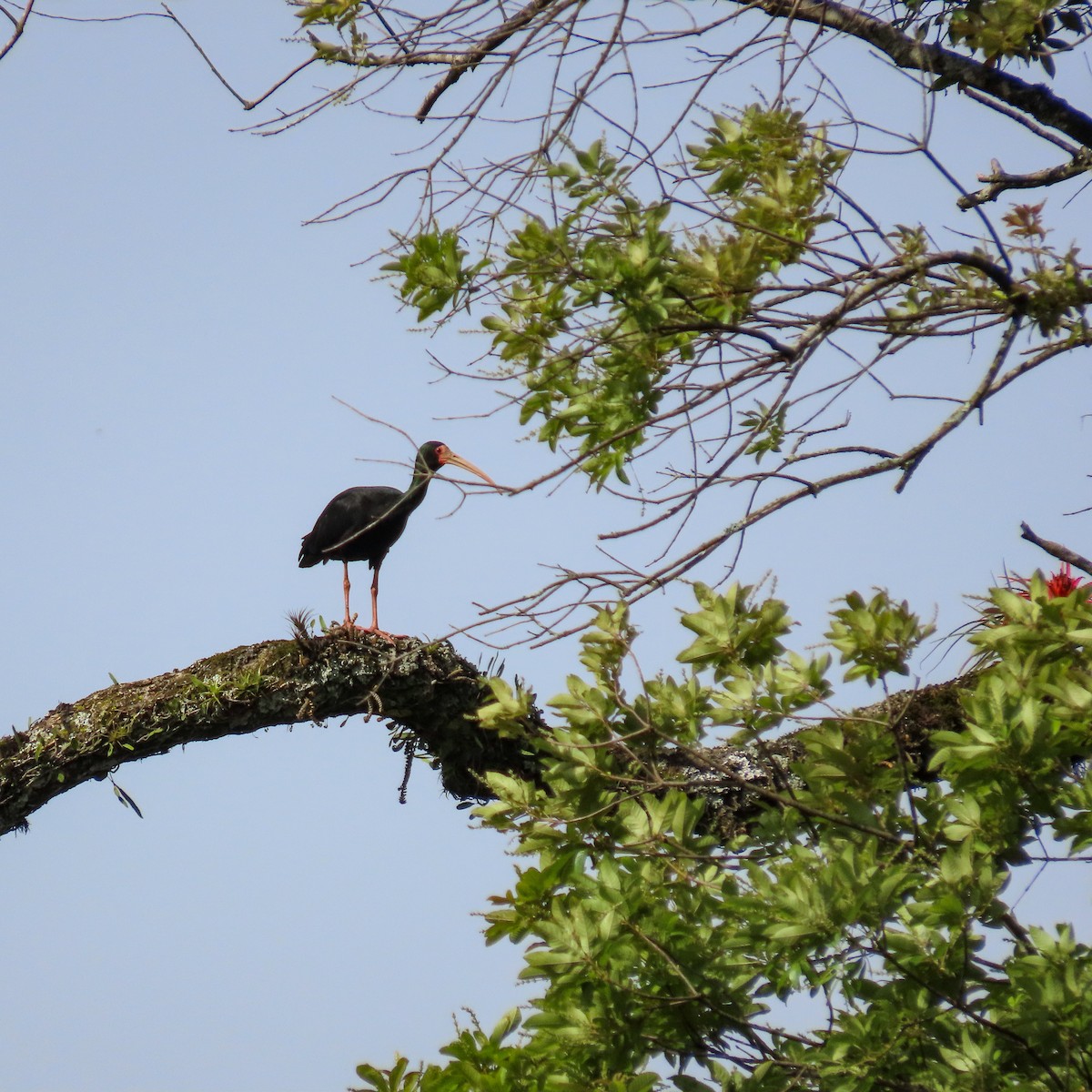 Bare-faced Ibis - ML644117427