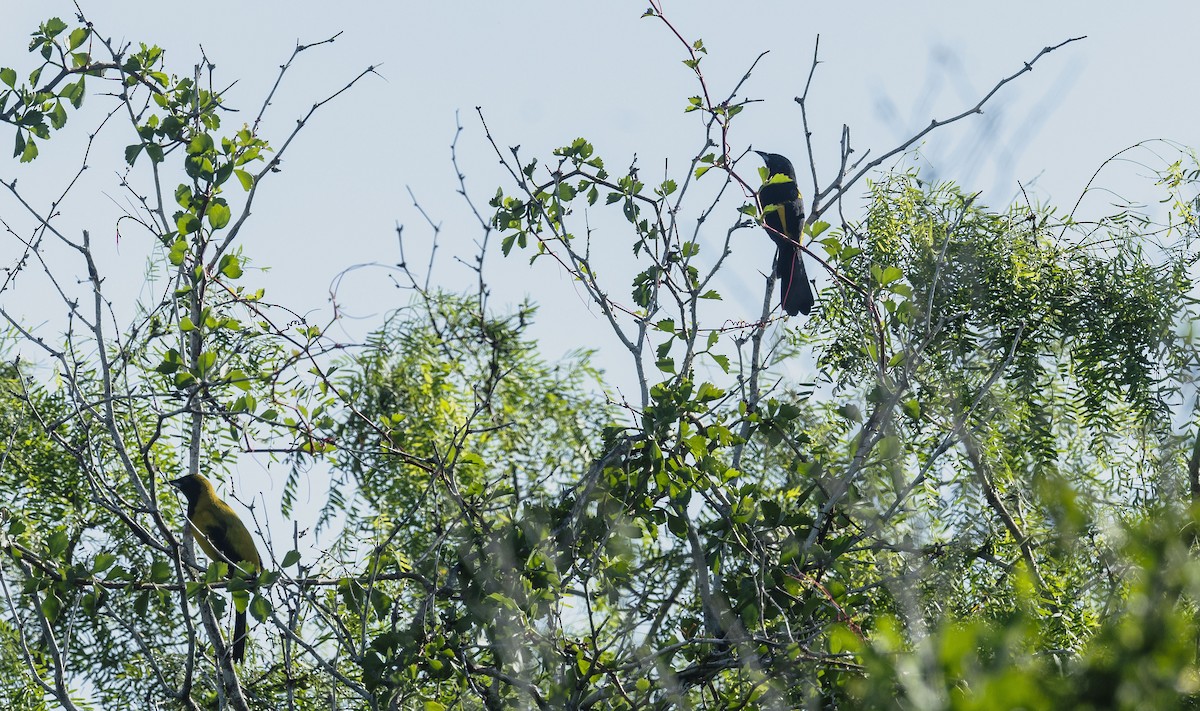 Black-cowled Oriole - ML644117430