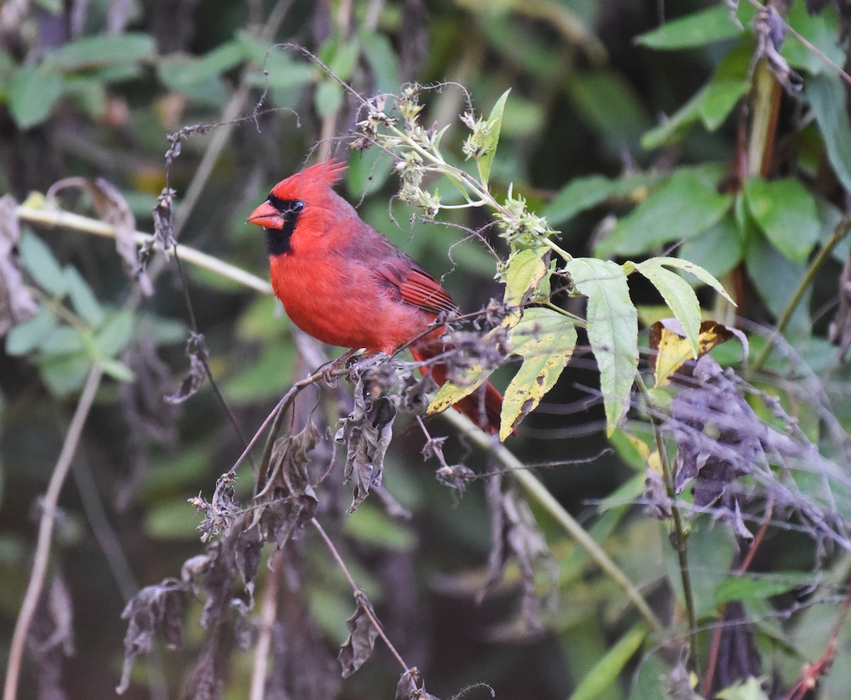 Northern Cardinal - ML644117431