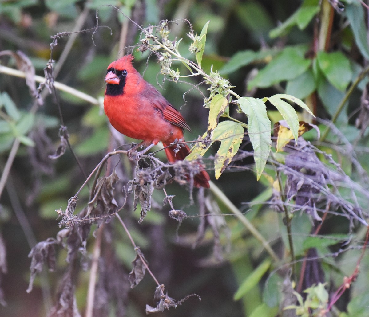 Northern Cardinal - ML644117432