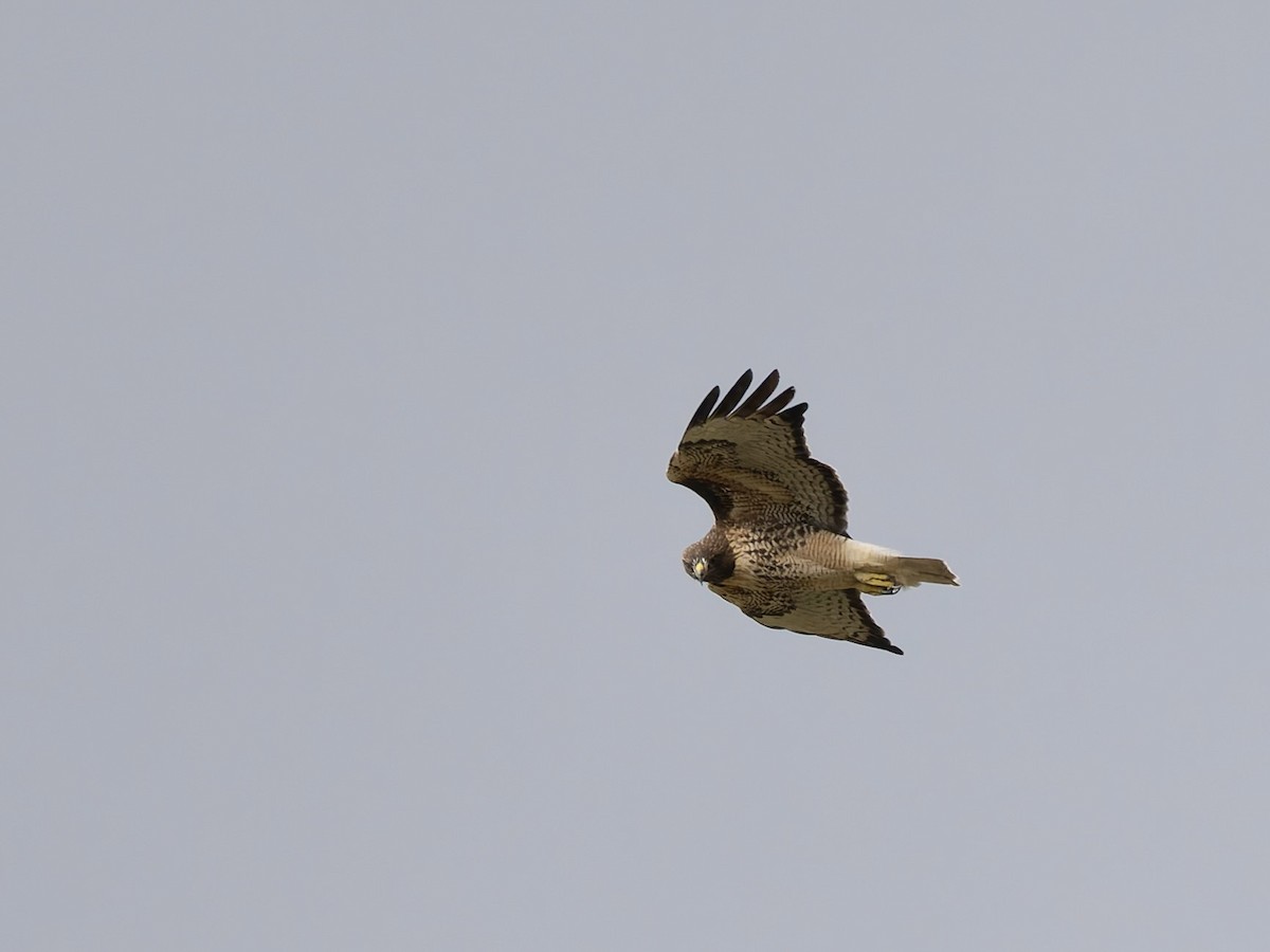 Red-tailed Hawk - ML644117434
