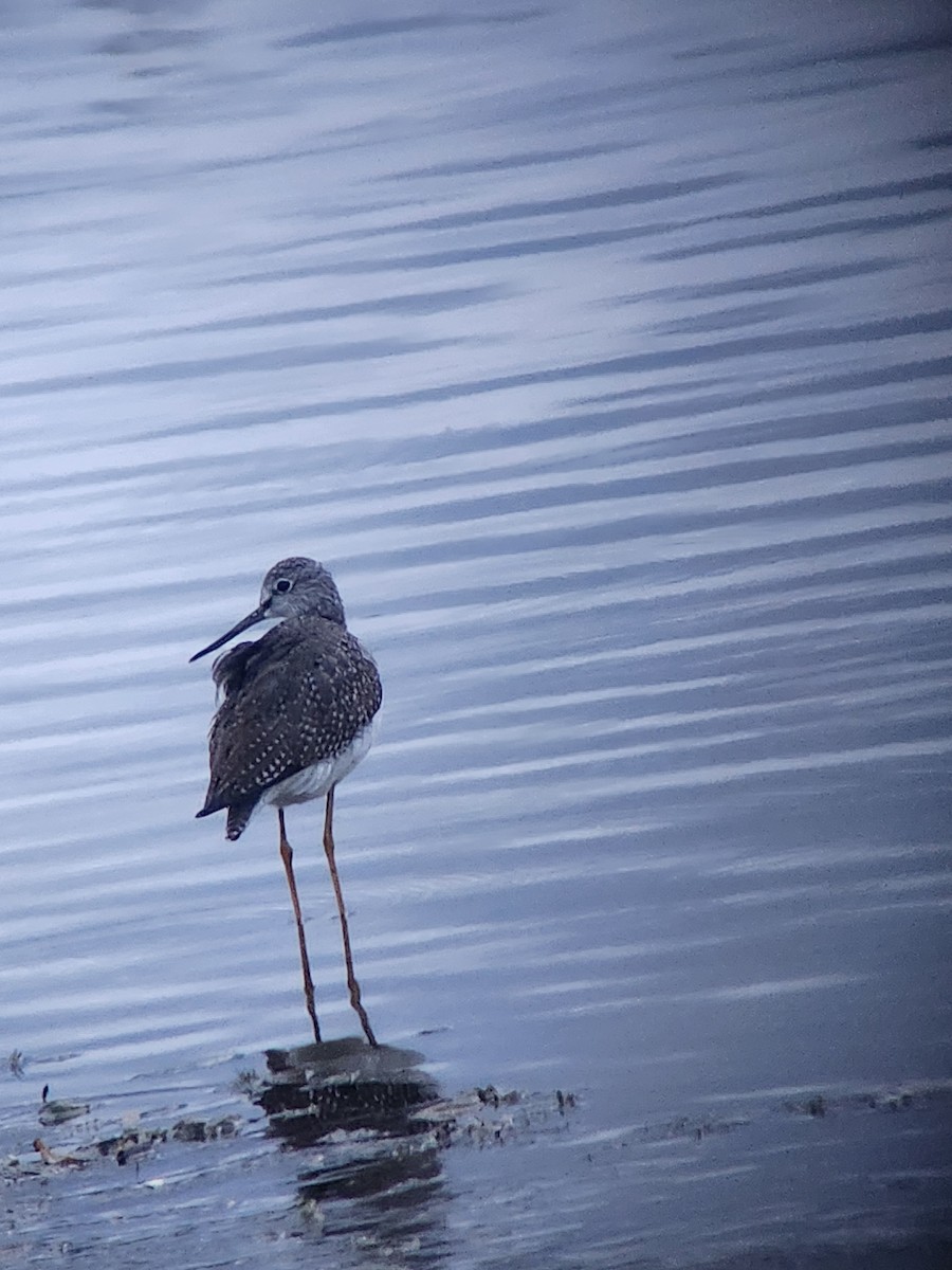 Greater Yellowlegs - ML644117438