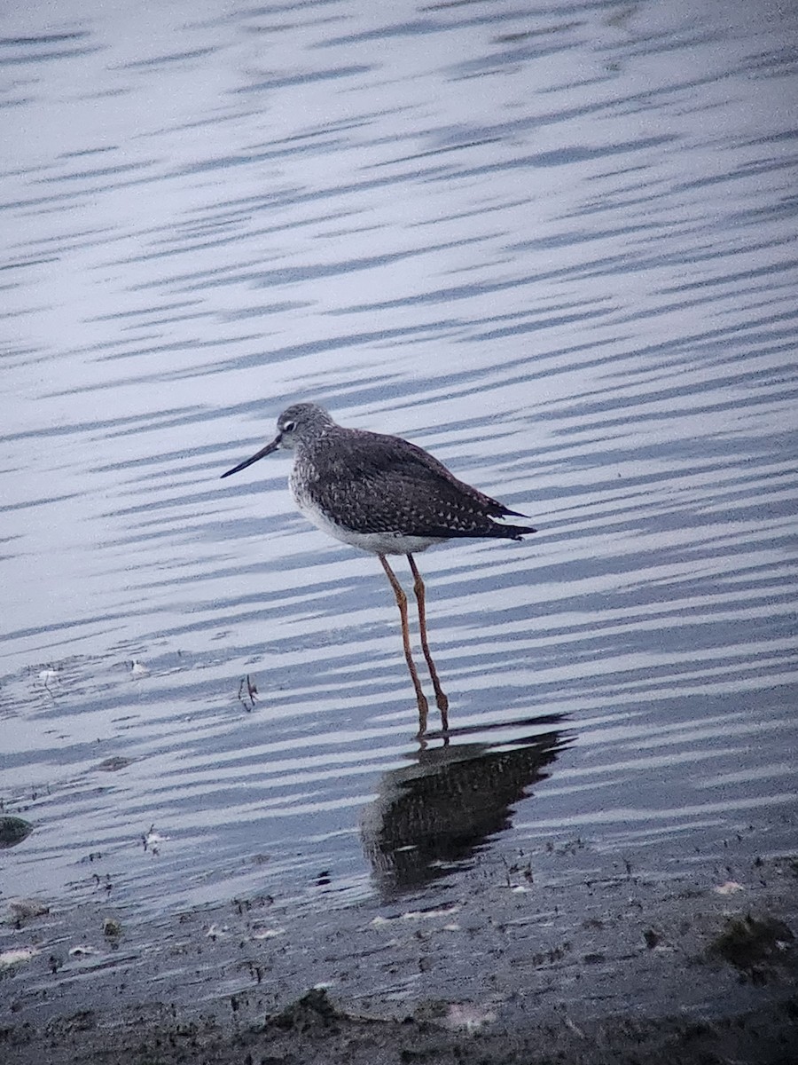 Greater Yellowlegs - ML644117439