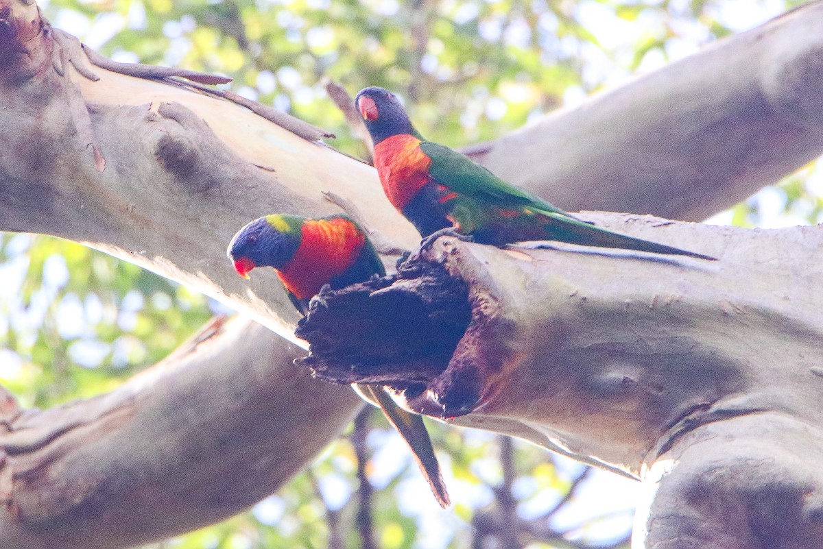 Rainbow Lorikeet - ML644117441