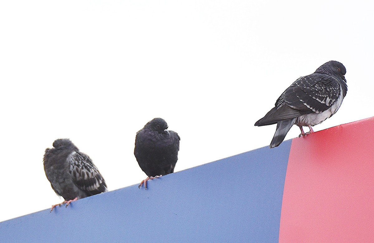 Rock Pigeon (Feral Pigeon) - ML644117483