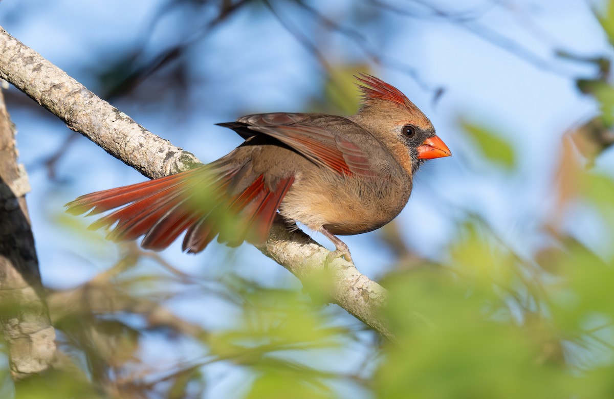 Northern Cardinal - ML644117499