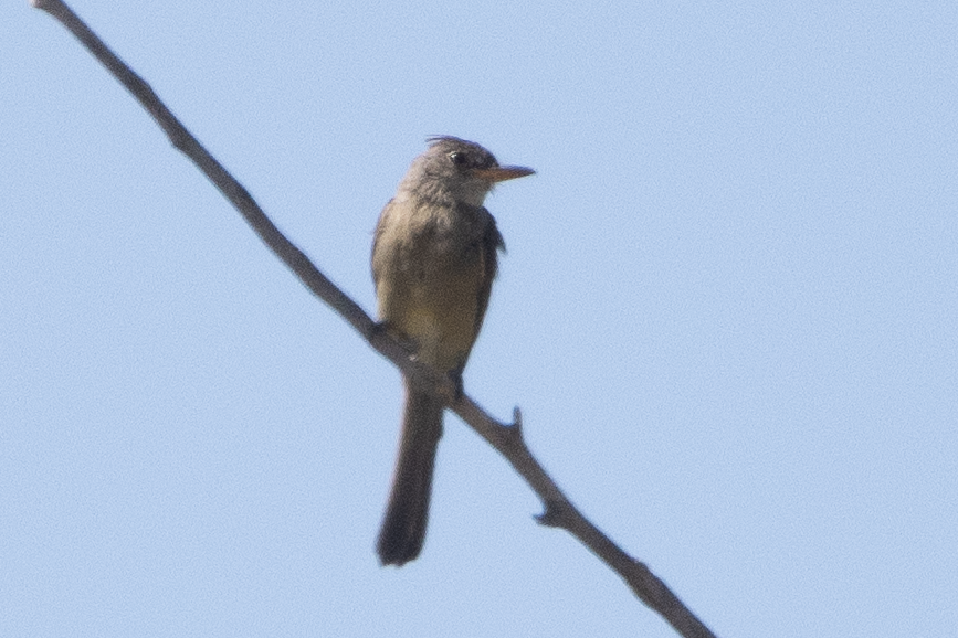 Greater Pewee - ML644117526