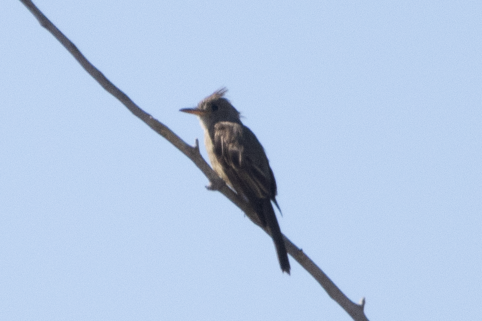Greater Pewee - ML644117527