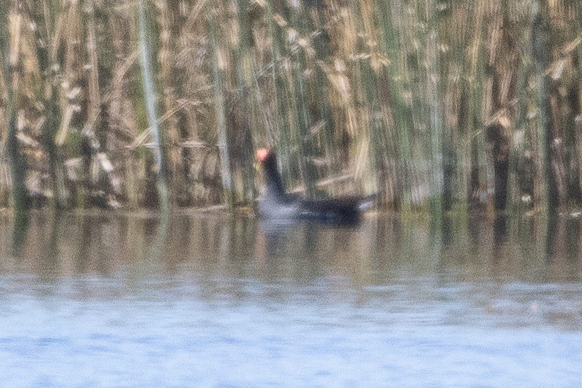 Gallinule d'Amérique - ML644117543