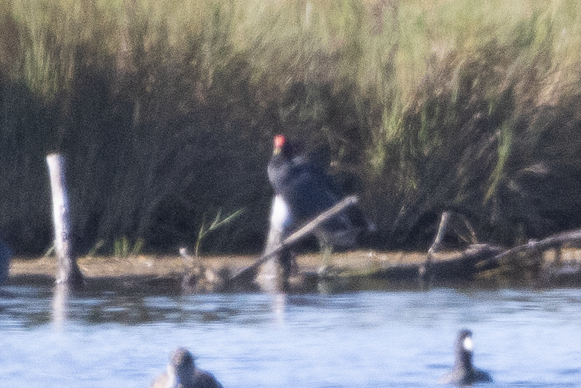 Gallinule d'Amérique - ML644117544