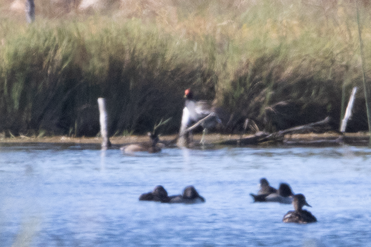 Gallinule d'Amérique - ML644117545