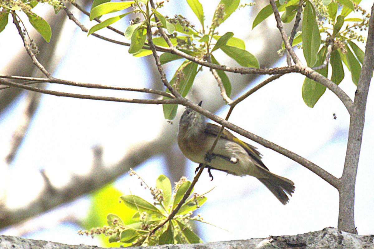 Rufous-banded Honeyeater - ML644117568