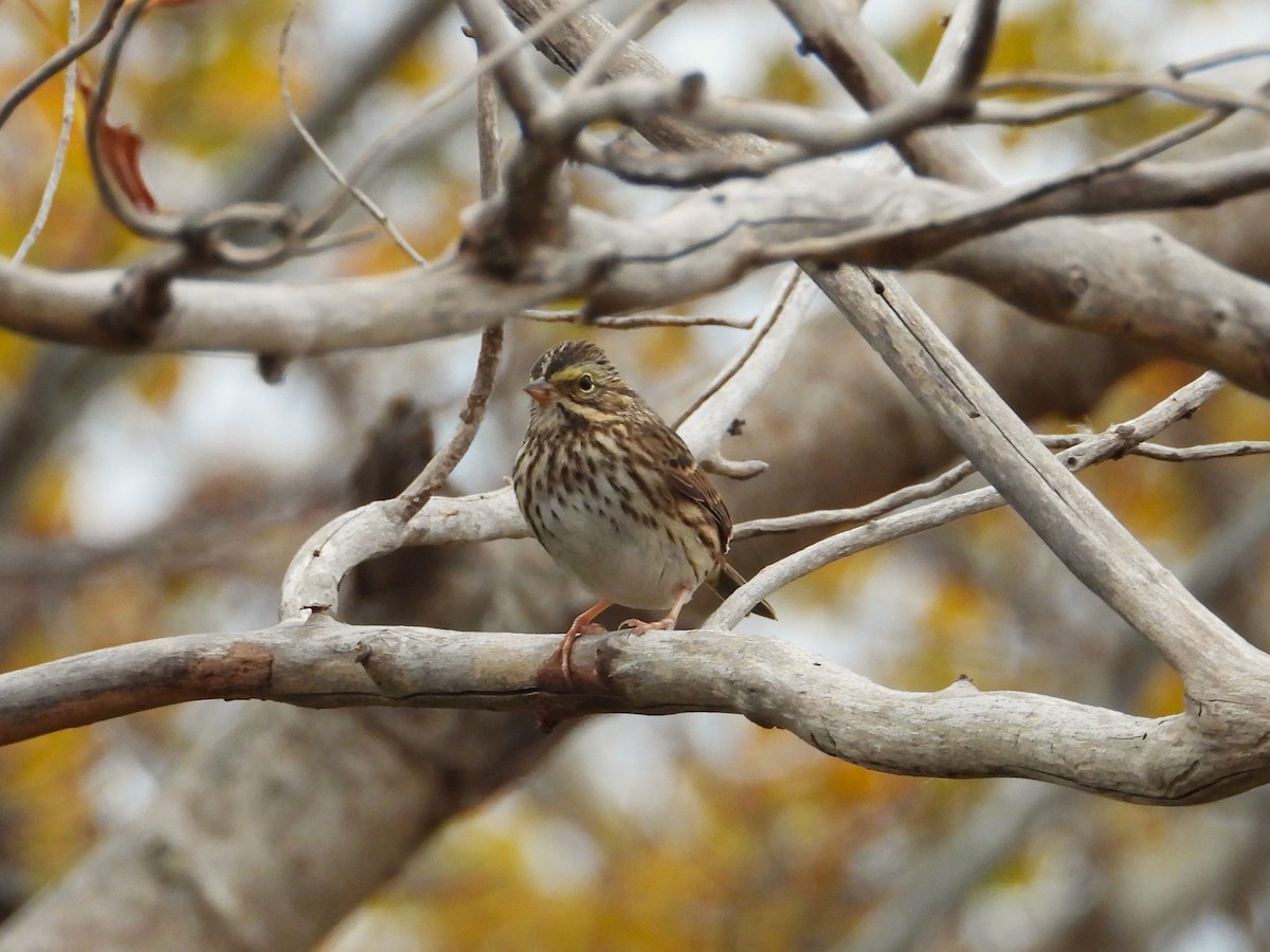 Savannah Sparrow - ML644117569