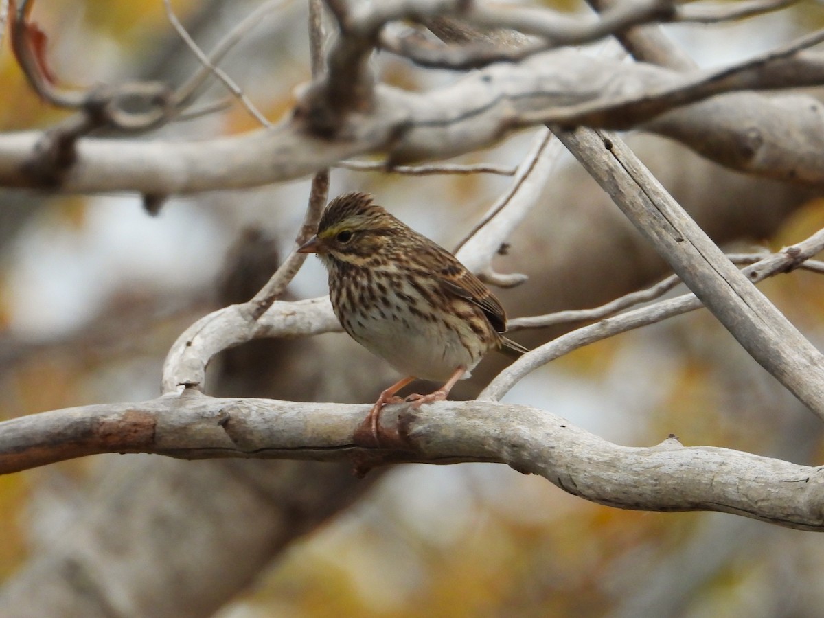 Savannah Sparrow - ML644117570