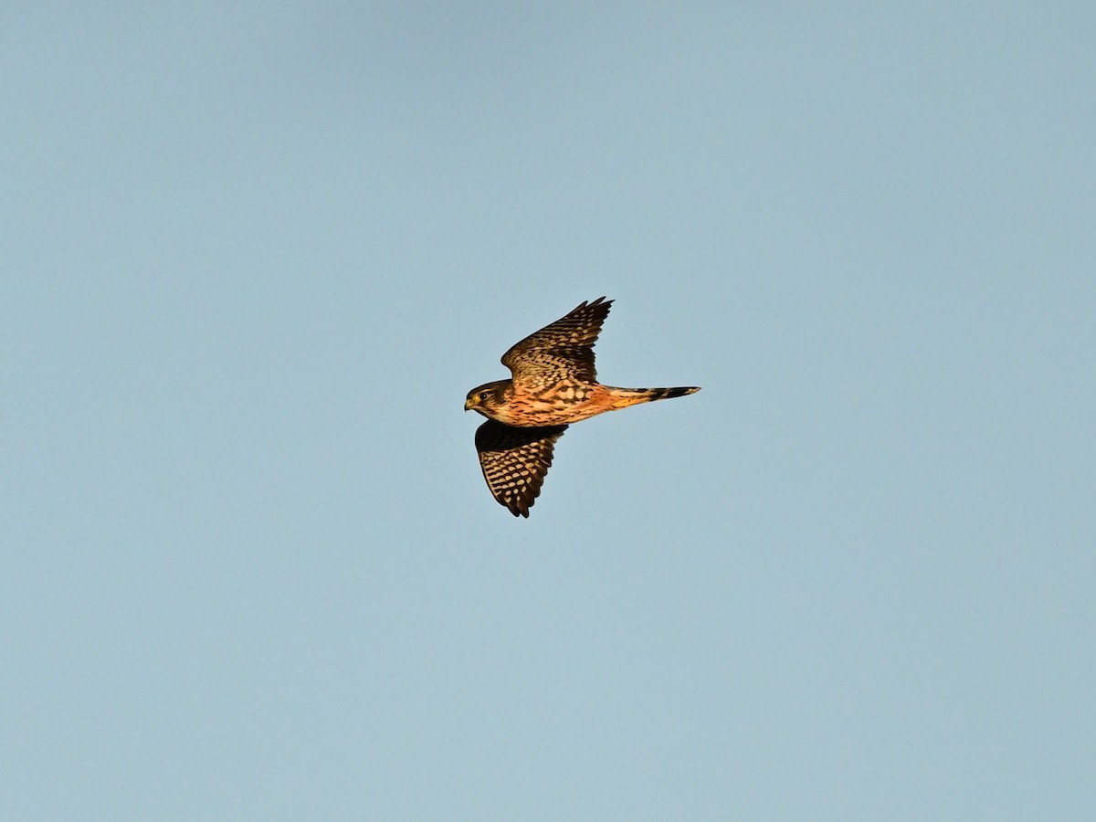 dřemlík tundrový - ML644117576