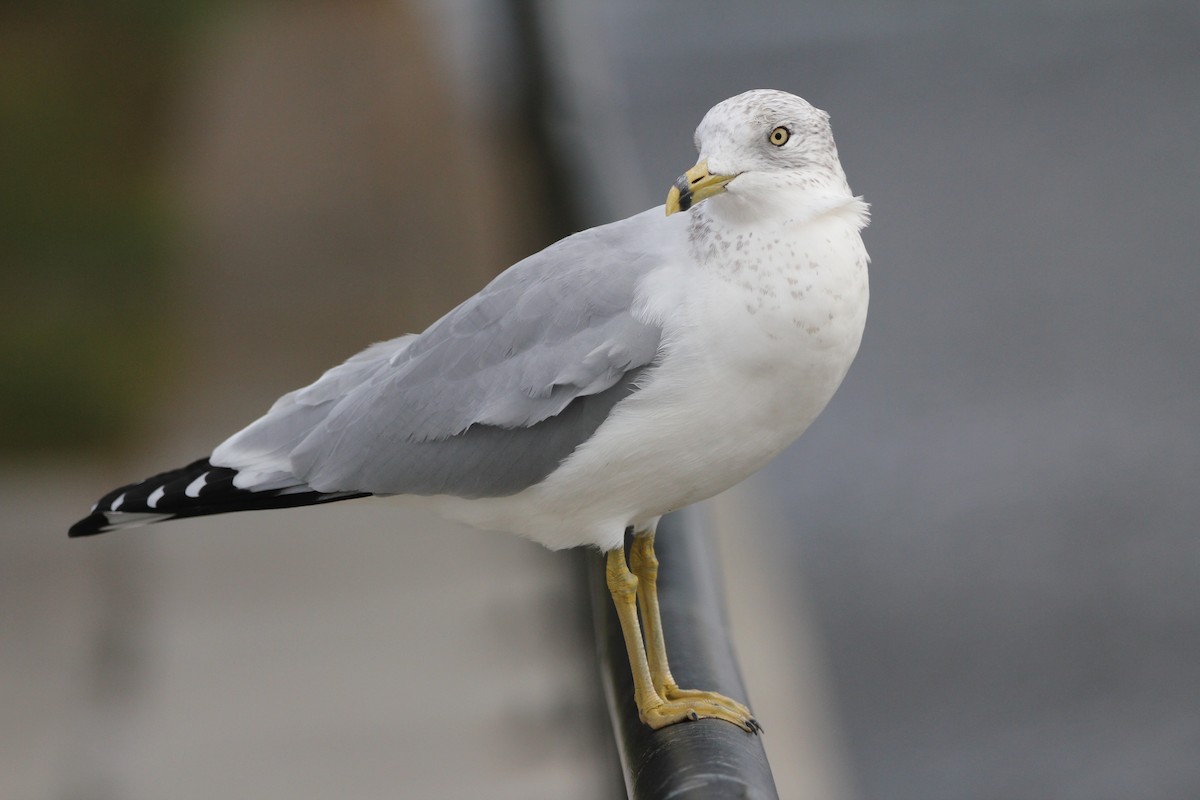 Ring-billed Gull - ML644117584