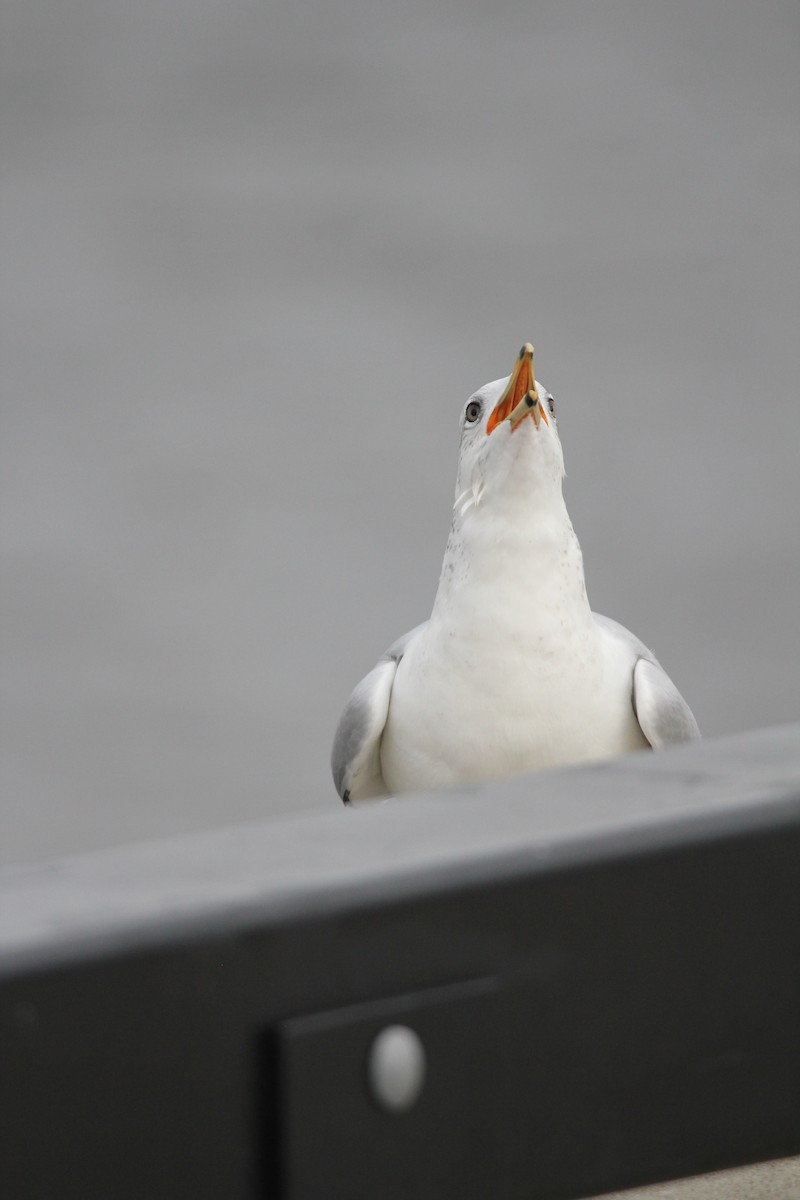 Ring-billed Gull - ML644117585