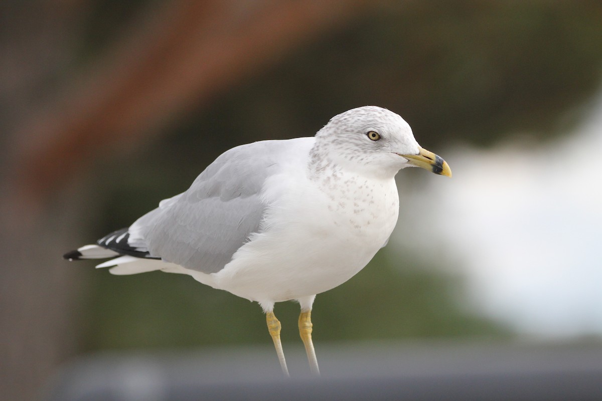 Ring-billed Gull - ML644117588