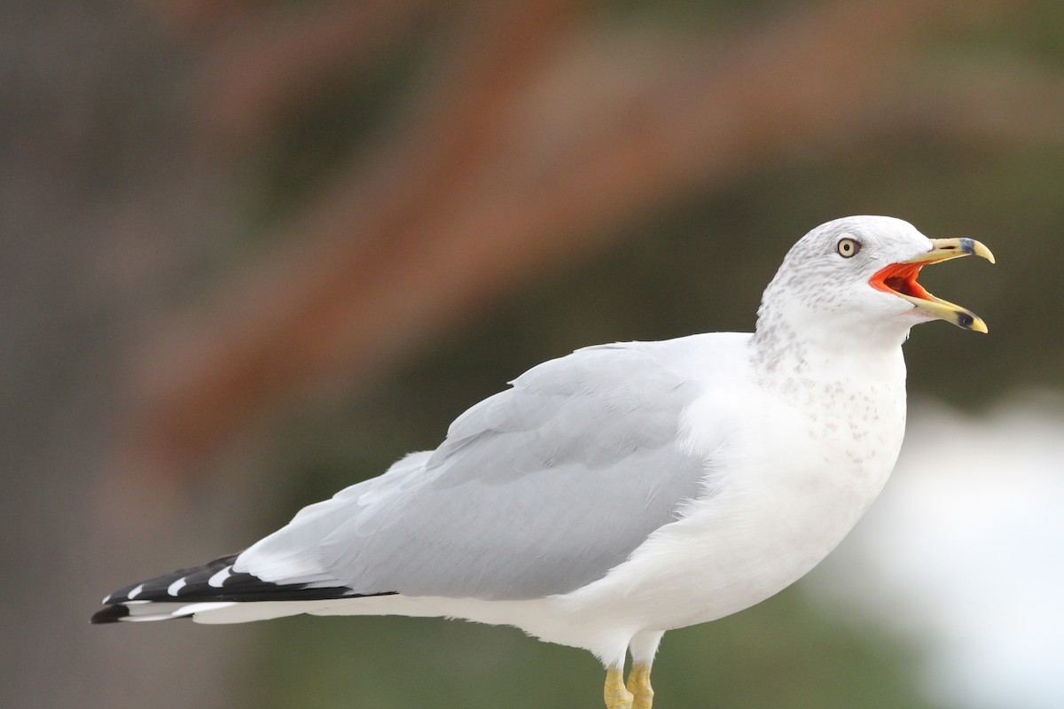 Ring-billed Gull - ML644117589
