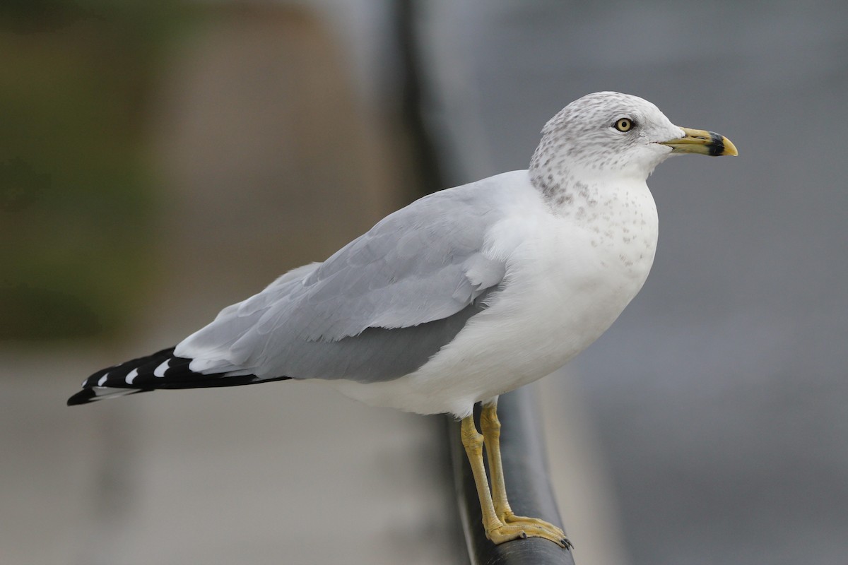 Ring-billed Gull - ML644117590